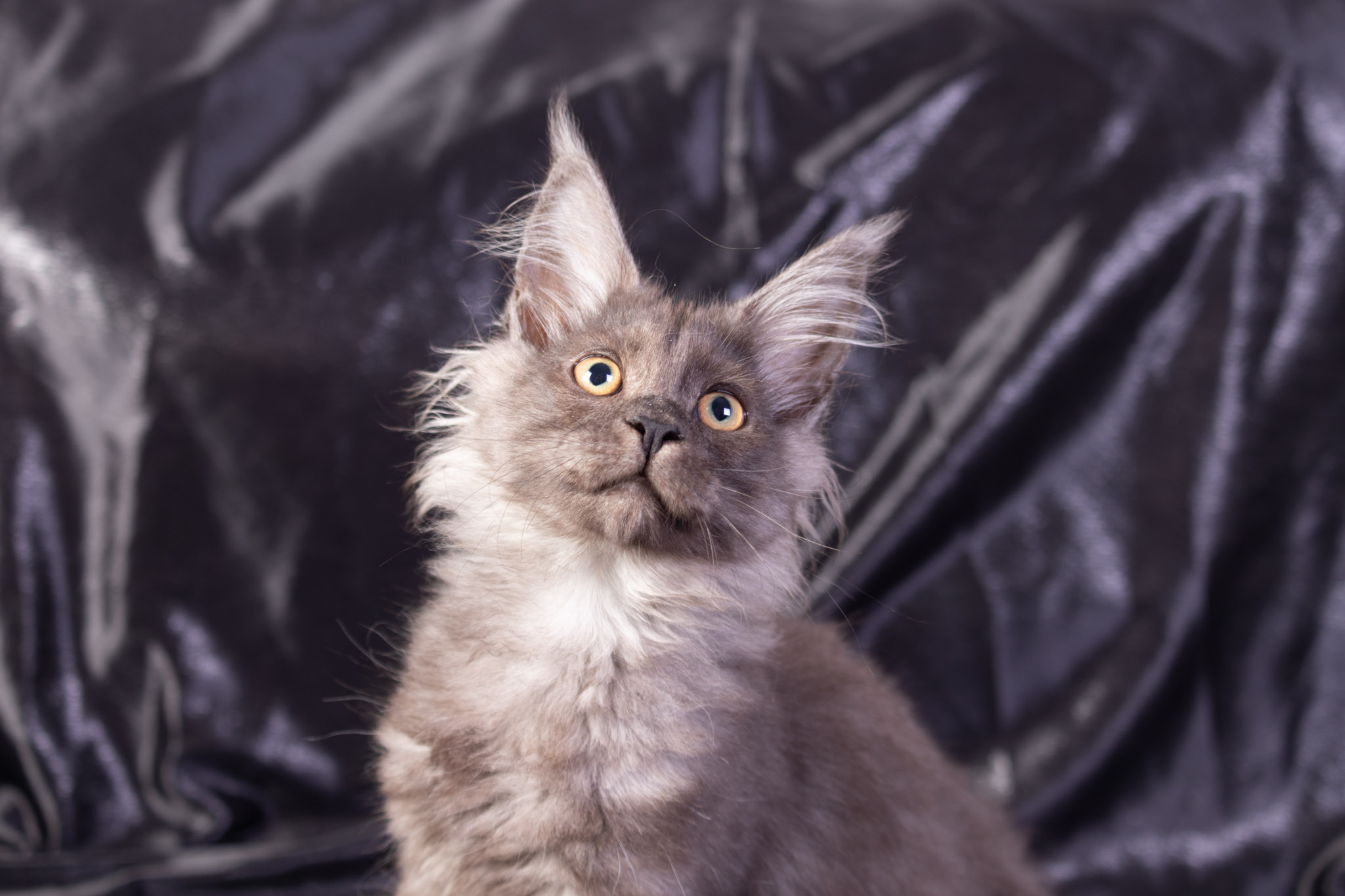 Filhote maine coon
